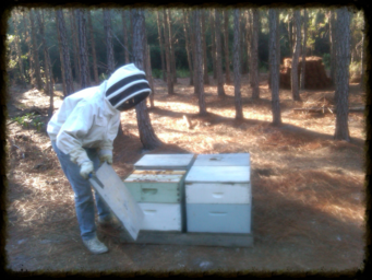 Beekeeper checking on a hive