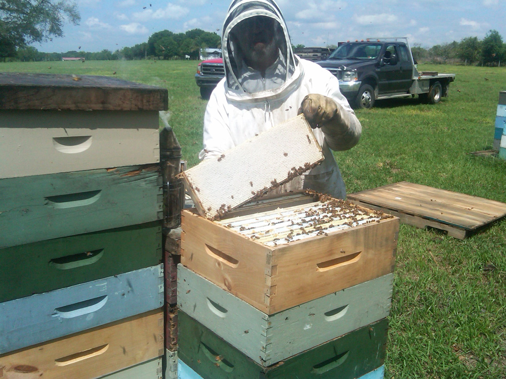 Gary Stockins in Beekeeper outfit checking on bees